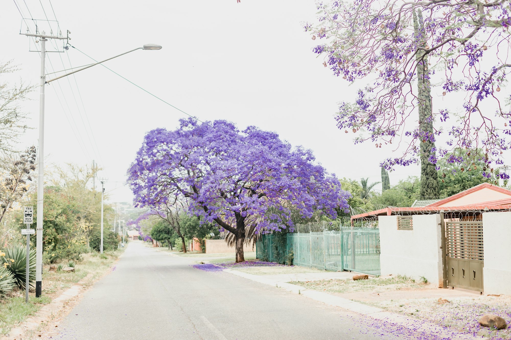 A jacaranda tree in full purple bloom over a suburban Highveld street